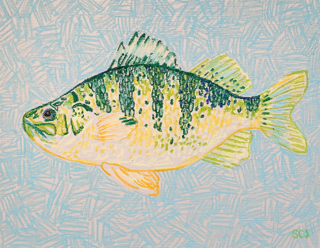 Yellow Perch on Teal (Facing Left) - 11 x 14